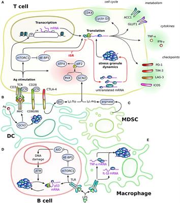 Stress Granules in the Post-transcriptional Regulation of Immune Cells